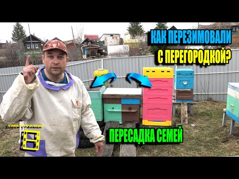 Видео: ПЕРЕСАДКА СЕМЕЙ. КАК ПЕРЕЗИМОВАЛИ СЕМЬИ В ОДНОМ УЛЬЕ С ПЕРЕГОРОДКОЙ? ДЛЯ НАЧИНАЮЩИХ ПЧЕЛОВОДОВ 24-13