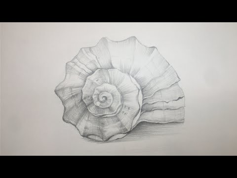 Видео: Sea Shell Pencil  Drawings. Рисуем морскую ракушку простым карандашом