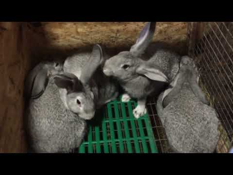 Видео: Вес самки Советской шиншиллы, в 2,5 месяца