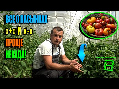 Видео: ЛЕГКО И ПРОСТО О ПАСЫНКОВАНИИ ТОМАТОВ. ПАСЫНКИ НЕ ВО ВРЕД, А НА ПОЛЬЗУ. ЭКО-САД ВЫХОДНОГО ДНЯ 24-06