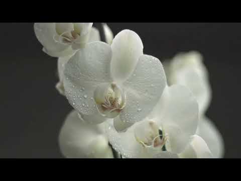 Видео: Очі чарівні(Орхідея)