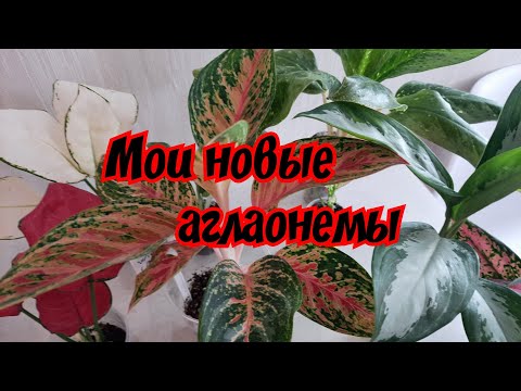 Видео: Мои новые аглаонемы