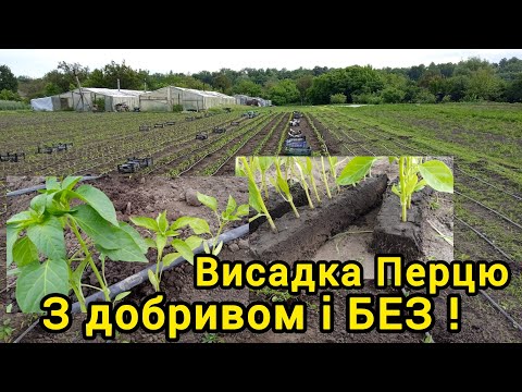 Видео: Висадка Перцю. Добрива та схеми висадки.
