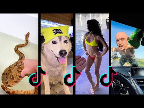 Видео: Самые Популярные Tik Tok приколы про собак хаски / Лучшее из Тик Ток 2021 - Тренды HUSMUT