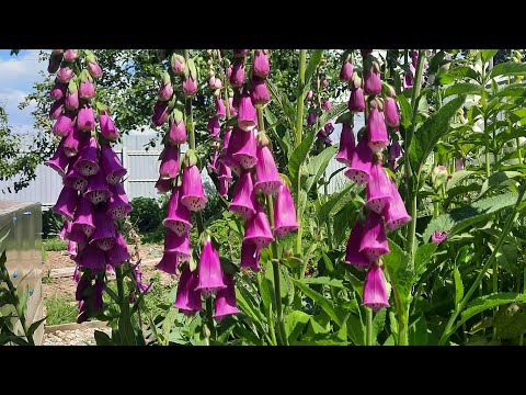 Видео: Выращивание наперстянки из семян.  «Коварная обольстительница в веснушках»