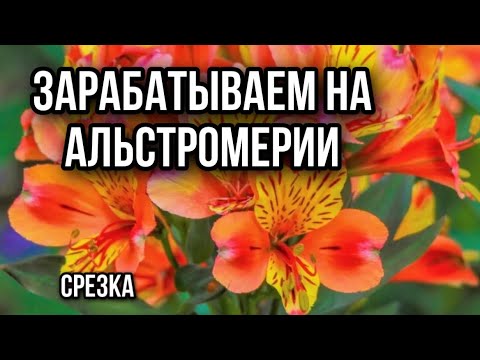 Видео: Альстромерия в теплице, стадия среза