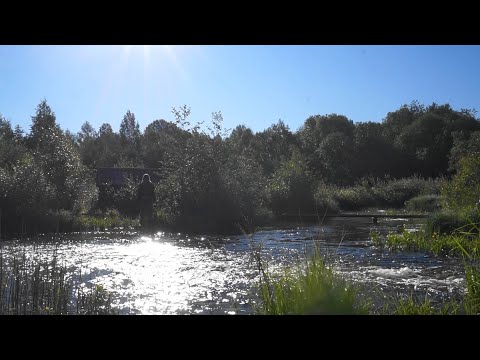 Видео: За чагой 2.  Катромское озеро в непогоду. (июль 2022)