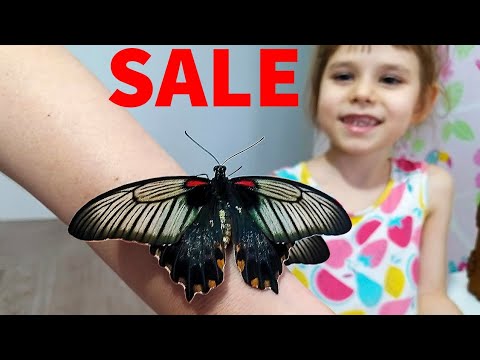 Видео: ФЕРМА БАБОЧЕК для рождения тропических бабочек дома ОБЗОР и РАСПАКОВКА [ часть 1 ]
