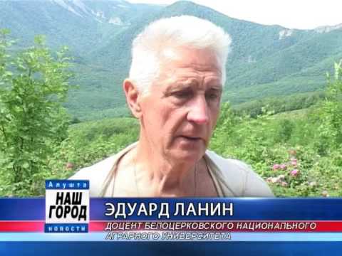 Видео: Сбор розы в Алуште и производство розового масла. 2013 г.