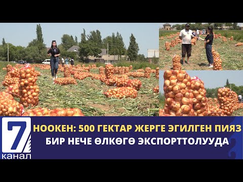 Видео: “ПИЯЗ ЖЫЙНАЛУУДА, ОРДУНА ПАХТА ЭГЕМ” –БИР ЖЫЛДА ЭКИ ЖОЛУ ТҮШҮМ АЛГАНДАР