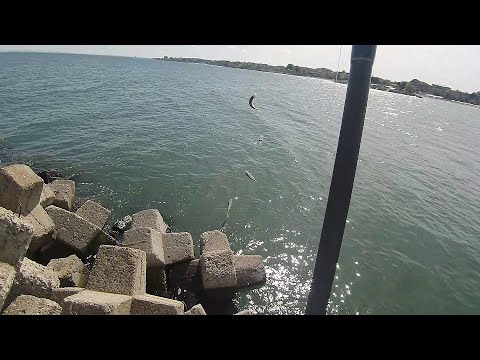 Видео: Сафрид кълве на всяко хвърляне!
