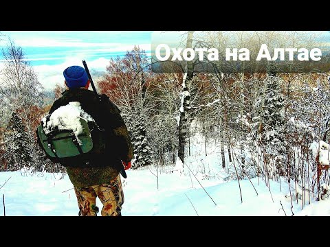 Видео: Промысловая охота на Алтае/Огромные волки гонят марала/Защита избы от медведя/Опасная переправа #3