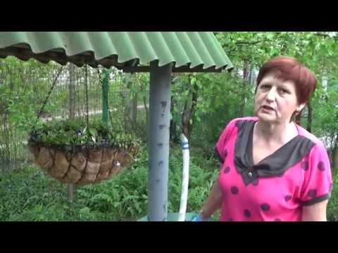 Видео: ЛОБЕЛИЯ в кашпо