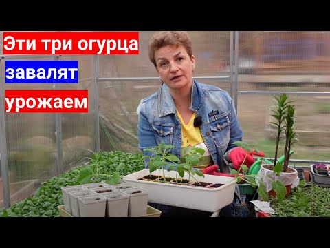 Видео: Хотите много огурцов -выращивайте с нами. 5 простых правил как посадить огурцы