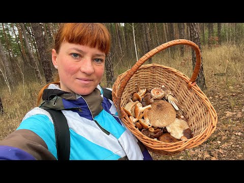 Видео: ВІДМІННОСТІ ГРИБІВ: Галерина і Опеньок, Парасолька строката і Парасолька червоніюча