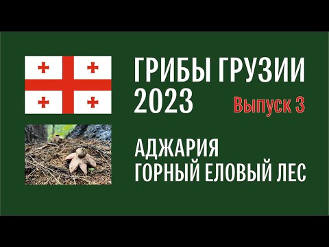 Видео: Грибы Грузии 2023. Выпуск №3. Начало октября, Аджария. Мухомор, лисичка, опята, галерина, псилоцибе