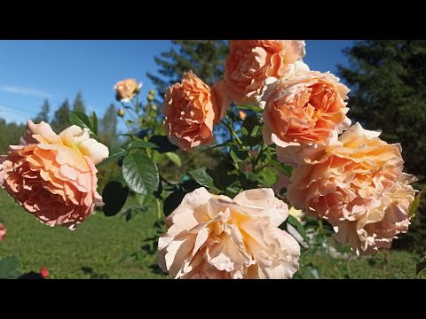 Видео: Заказ из Академии роз. Результаты весенней посадки от этого же питомника.