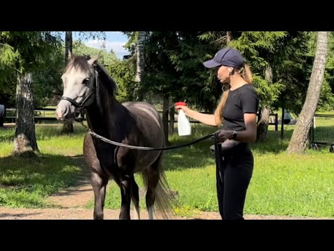 Видео: Как приучить лошадь к спрею