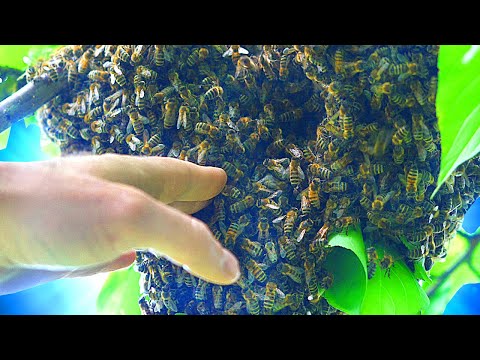 Видео: КАК МЫ ЛОВИЛИ РОЙ ДИКИХ ПЧЁЛ..