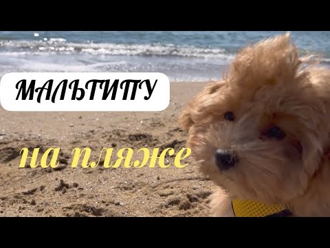 Видео: Щенок впервые на пляже! Осеннее море и приключения щенка