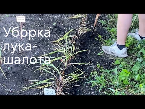 Видео: Уборка лука-шалота #ШПС № 120