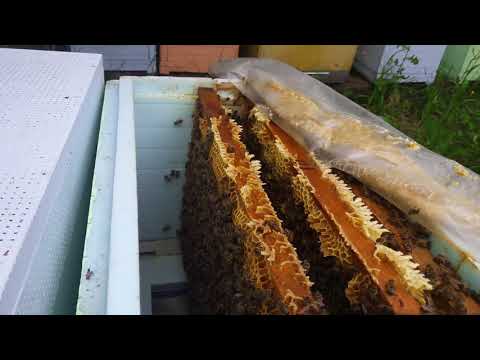 Видео: 6 рамочные нуклеусы из ППС  их развитие и расширение