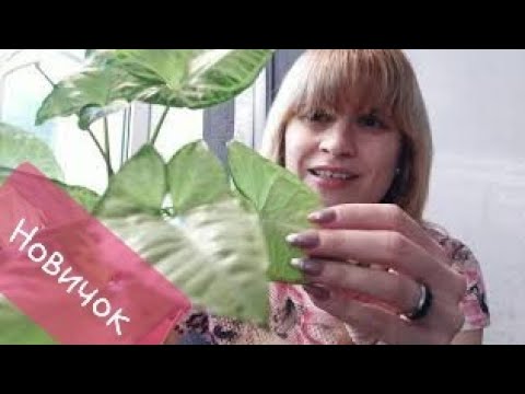 Видео: Комнатные растения. Помогите определить сорт новичка. Сингониум, который меня позвал 😀😉🤭