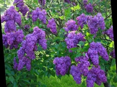 Видео: ТОНИКА СВ....ЛЮЛЯКОВИ НОЩИ .....С ТЕКСT