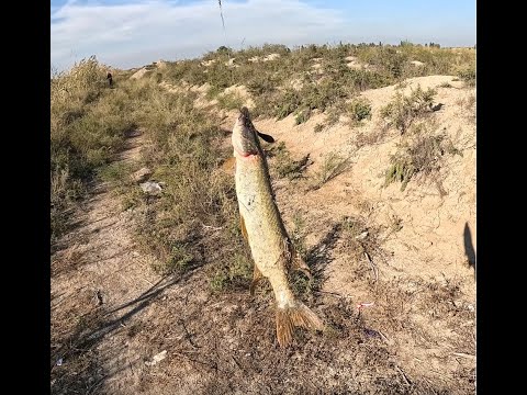 Видео: Shuka ovu - Selyan#Xelec##Durnaovu#Охота на Шуку#Pike Fishing