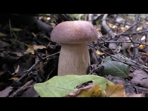 Видео: В ЛЕСУ ПО ГРИБЫ! И ДАЖЕ БЕЛЫЕ ГРИБЫ! Я Миша и МАЛЫШ наш поход в лес!