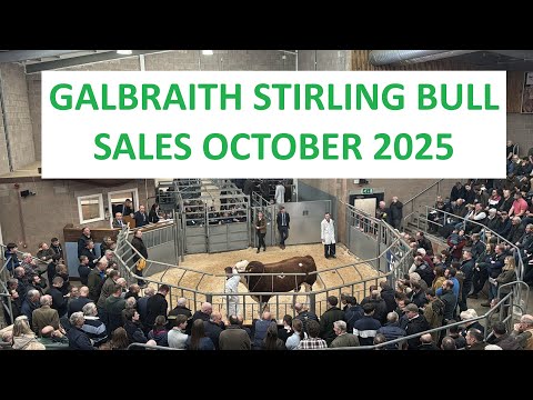 Видео: Продажи быков Galbraith Stirling на United Auctions, октябрь 2025 г.