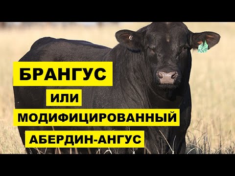 Видео: Брангус - супер мясная порода КРС | Мясное скотоводство | Коровы и бычки Брангус