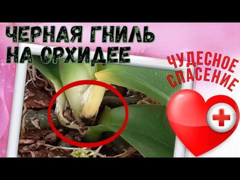 Видео: Черная гниль на ОРХИДЕЕ / Чудесное спасение