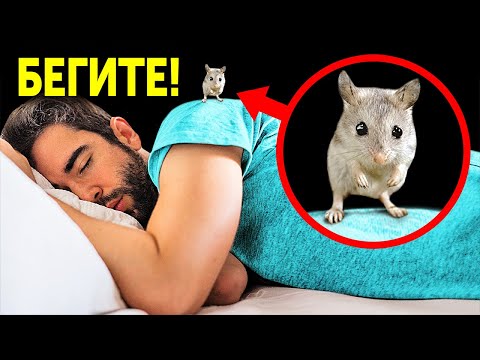 Видео: Если увидите этого милого хомячка, скорее бегите!