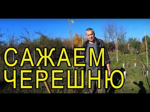 Видео: Сажаем черешню