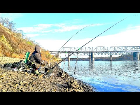 Видео: ВЕЛИКОЛЕПНАЯ СЫРТЬ на ГЭС ( Вимба,Рыбец) , ЛЕЩ .Такой рыбалки я не припомню . Рыбалка на Фидер.