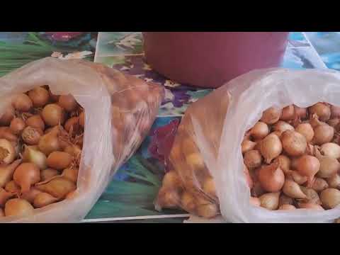 Видео: ПОСЛЕДНИЕ ХЛОПОТЫ ОСЕНИ🍁🍂, САЖАЕМ ПРАВИЛЬНО ЛУК И ЧЕСНОК🧄🧅