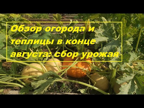 Видео: Обзор огорода и теплицы в конце августа 2022 г: сбор урожая🥦🌶