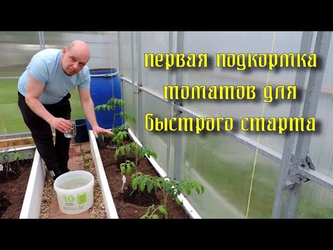 Видео: Первая подкормка томатов. Зрим в корень