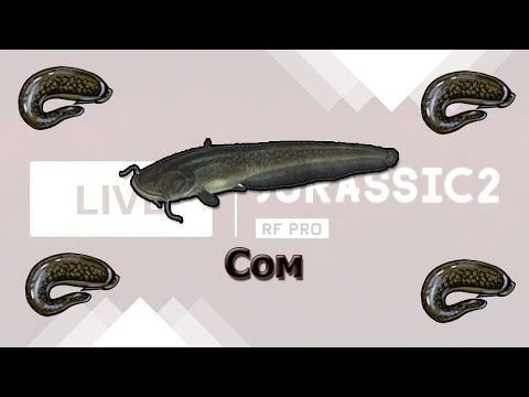 Видео: Русская Рыбалка 3.8 Ловля сомов на Урале