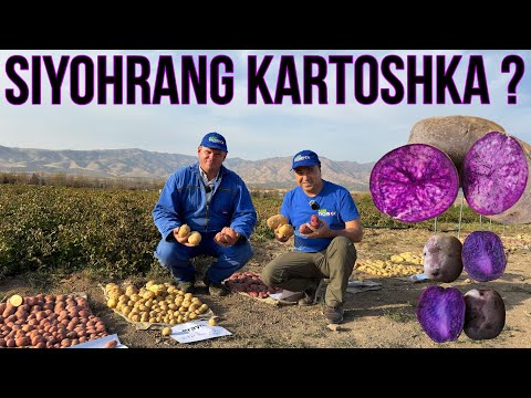 Видео: Мега Ҳосилдор янги Картошка навлари | AGROVER
