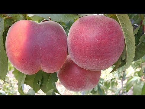 Видео: Персик Роял Естет. Peach Royal Estate. Гарнющий і смачнющий сорт! Топ смакових характеристик!