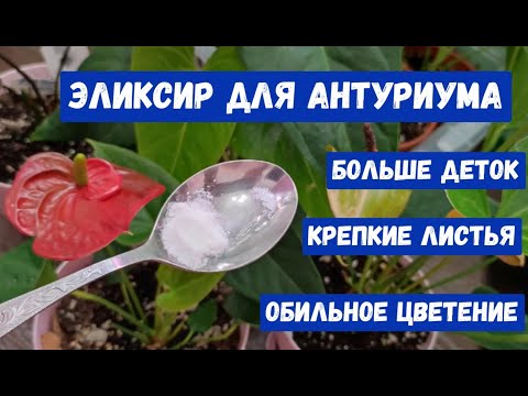Видео: ВОЛШЕБНЫЙ ЭЛИКСИР для АНТУРИУМА! Будет Много деток, крепкие и зеленые листья, обильное цветение
