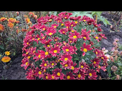 Видео: Сюзанна,Nima,Куско і інші супер новинки хризантем у цьому відео-огляді