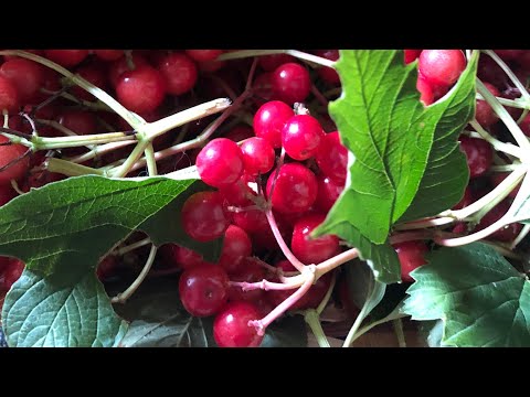 Видео: ВАРИМ ИЗ КАЛИНЫ