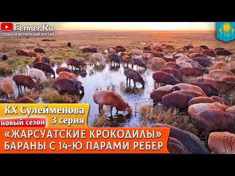 Видео: 🐏Генетика эдильбаевской породы овец. Линия Аю и бараны с 14 парами рёбер из КХ Сулейменовых.