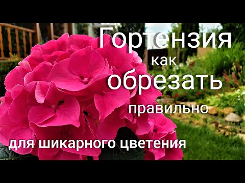 Видео: Гортензия. Правильная обрезка для шикарного цветения.