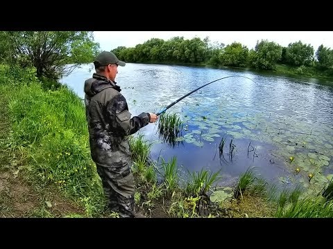 Видео: Ловля КАРАСЯ на поплавок. Перловка, червяк. (LiveFishing)