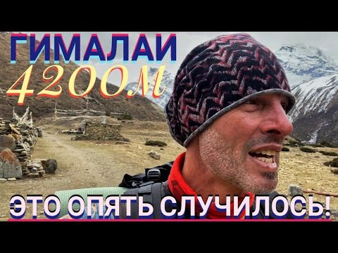 Видео: 🚷АННАПУРНА ТРЕК день10. ЭТО ОПЯТЬ СЛУЧИЛОСЬ‼️ Дикие животные! НЕПАЛ🇳🇵 ГИМАЛАИ Высота 4200м