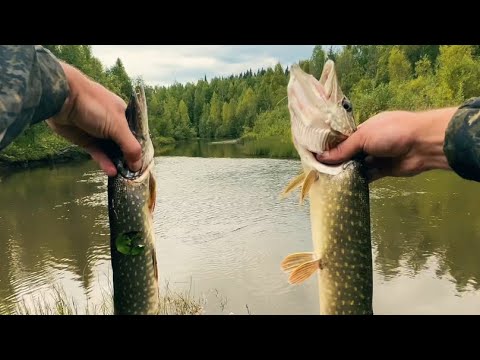 Видео: ПРОГУЛЯЛСЯ ПО ТАЁЖНОЙ РЕКЕ. РЫБАЛКА НА СПИННИНГ.